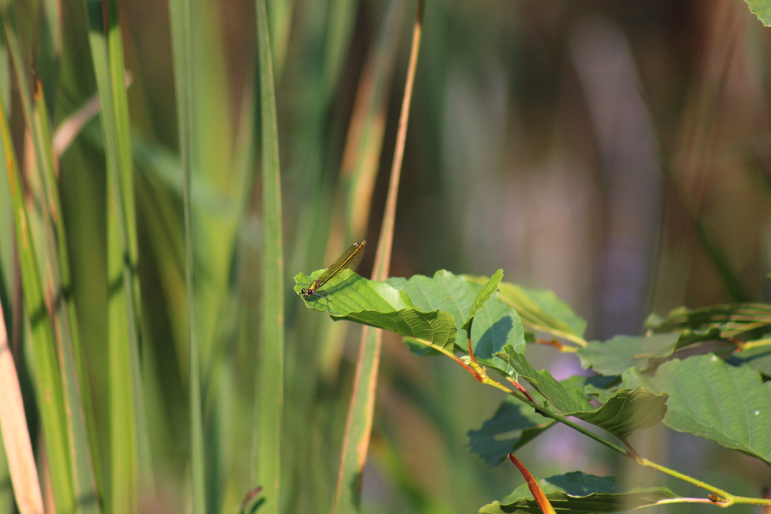 Kleine Entdecker ganz groß im Grünen
