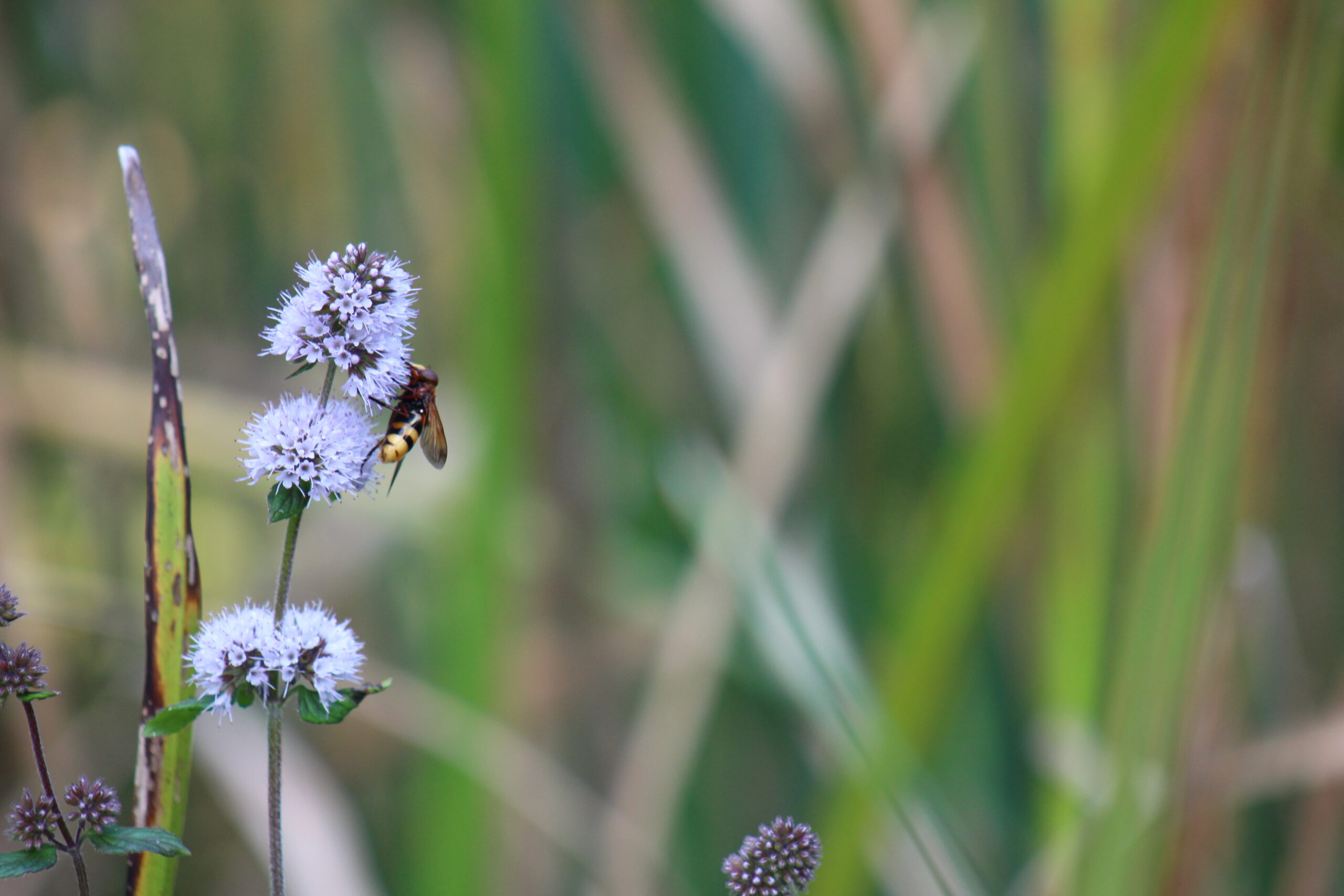 Waldpädagogik – Lernen, Bewegen und Erleben in der Natur
