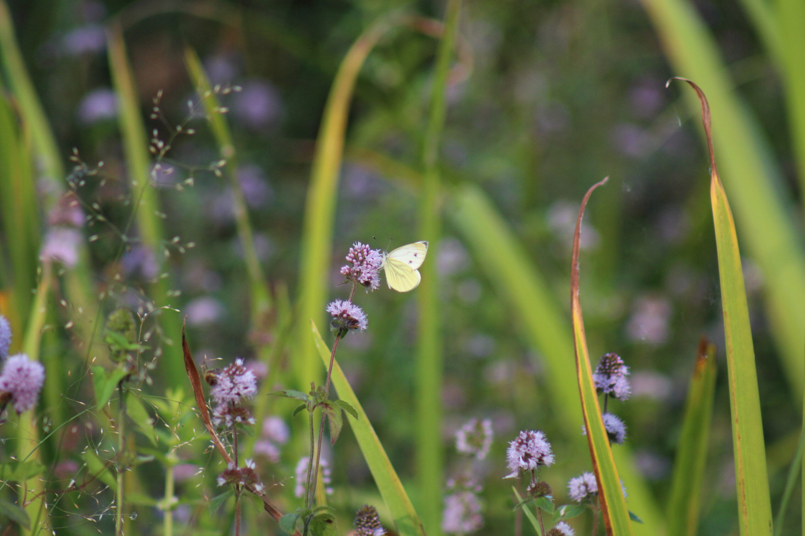 Begleitung, die stärkt – für Fachkräfte in Kindertageseinrichtungen